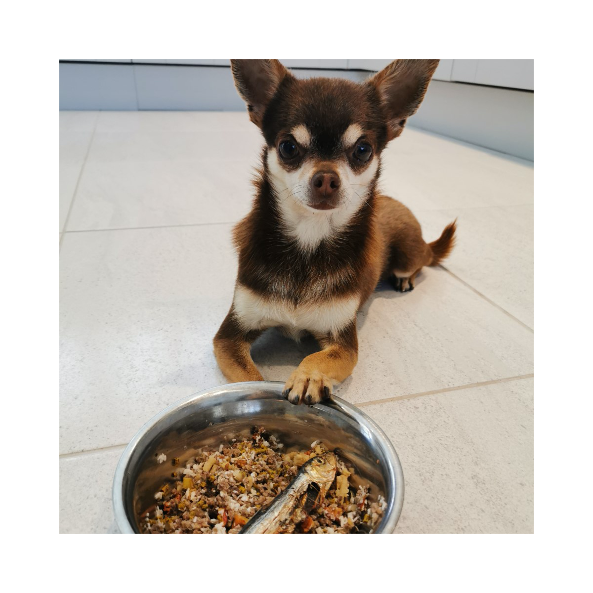 ROCKETO Healthy And Convenient Organic Dog Food Delivered