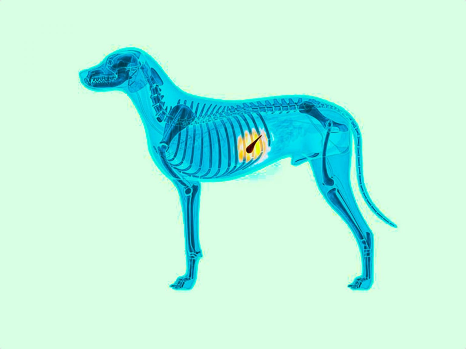 Pancreatitis. How Can I Prevent It Or Support My Dog If It Has It