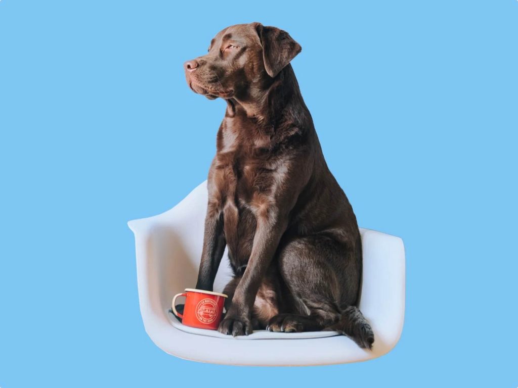 Raw Ketogenic Diet for Dogs ROCKETO