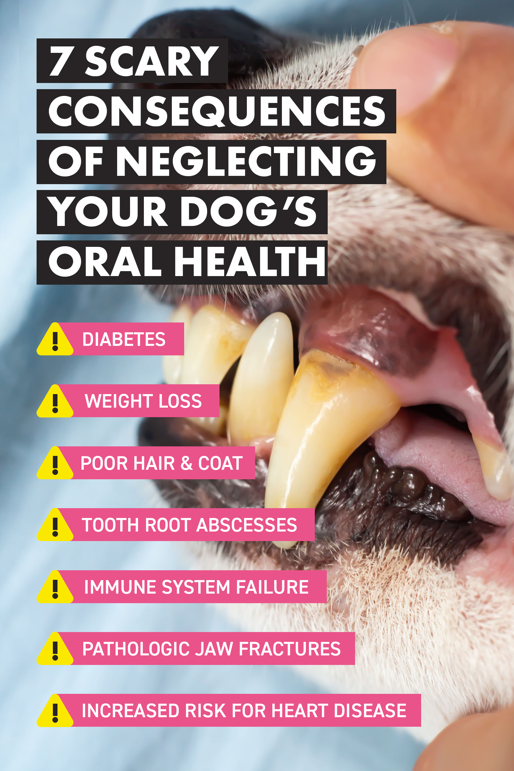 Dehydrated RAW Organic Dog Dental Stick ROCKETO
