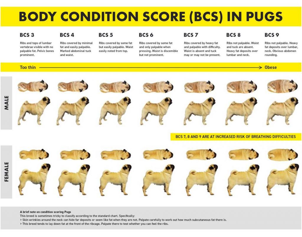 how do i know if my dog is getting fat