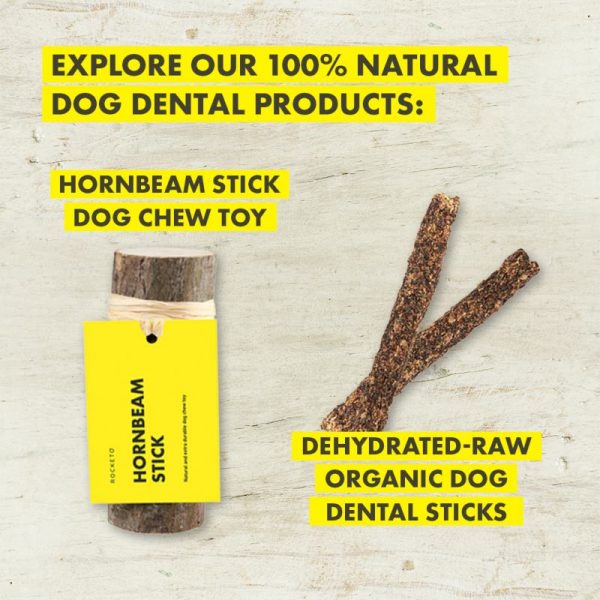 Dental Care for Dogs - Why This is So Important - ROCKETO