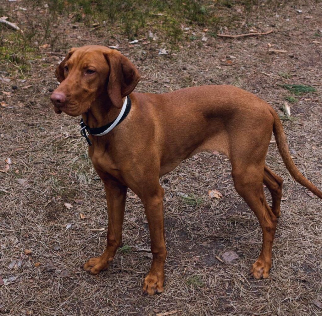 Best Organic, Raw Vizsla Dog Food ROCKETO