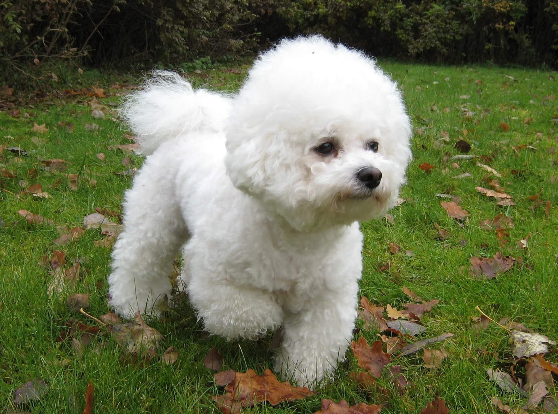 Best Organic Raw Dog Food for Bichon Frises in UK