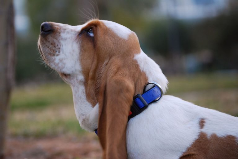 Best dry dog food for 2024 basset hounds