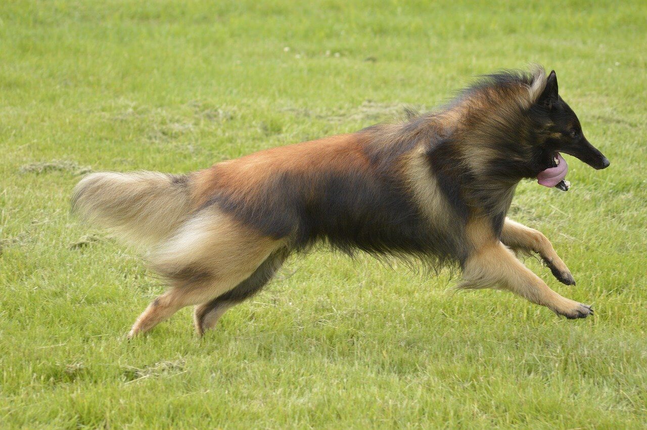 Best Organic Raw Dog Food for Belgian Tervurens in UK