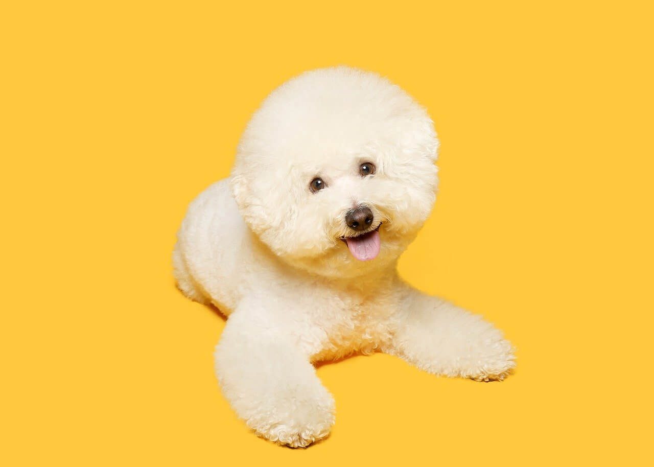 Best Organic, Raw Bichon Frise Dog Food ROCKETO