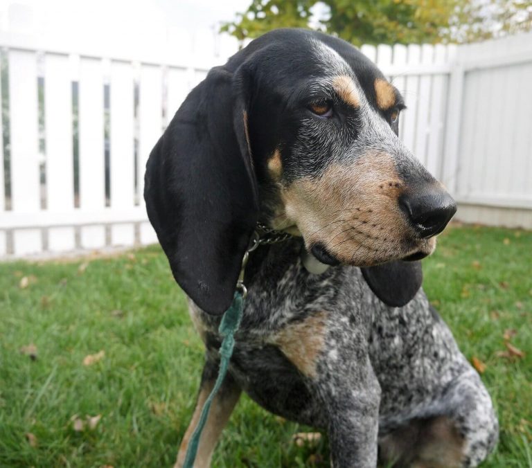 are coonhounds sensitive