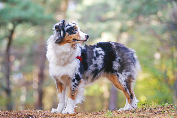 Australian shepherd sensitive store stomach