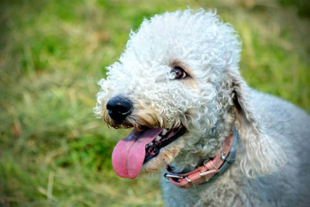 bedlington terrier got allergies