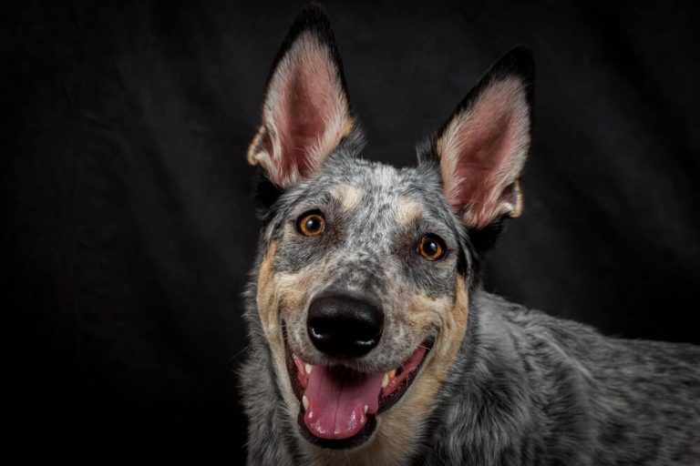 Best dog food for australian sale cattle dog