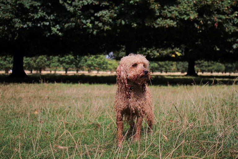 Best dog food for airedale sale terrier