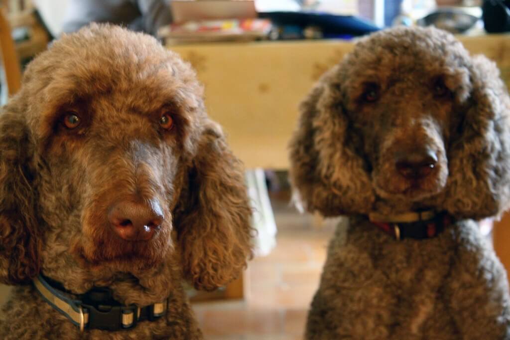 Best Organic Raw Dog Food for Poodles in UK