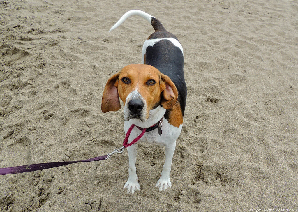 Best Organic Raw Dog Food for Treeing Walker Coonhounds in UK