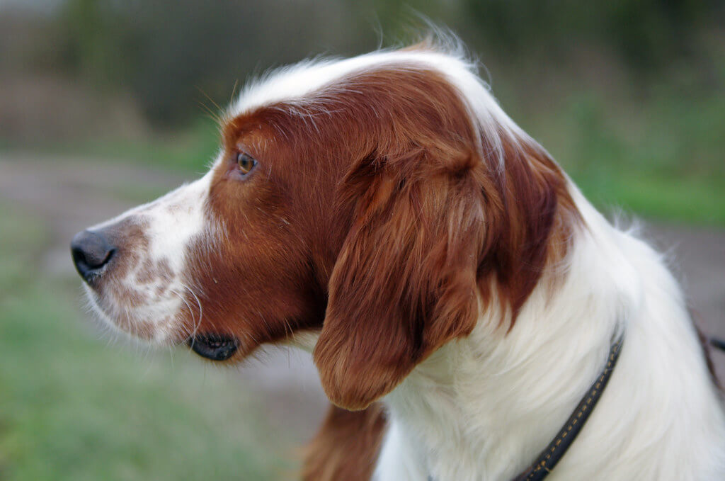 Best Organic Raw Dog Food for Irish Red And White Setters in UK