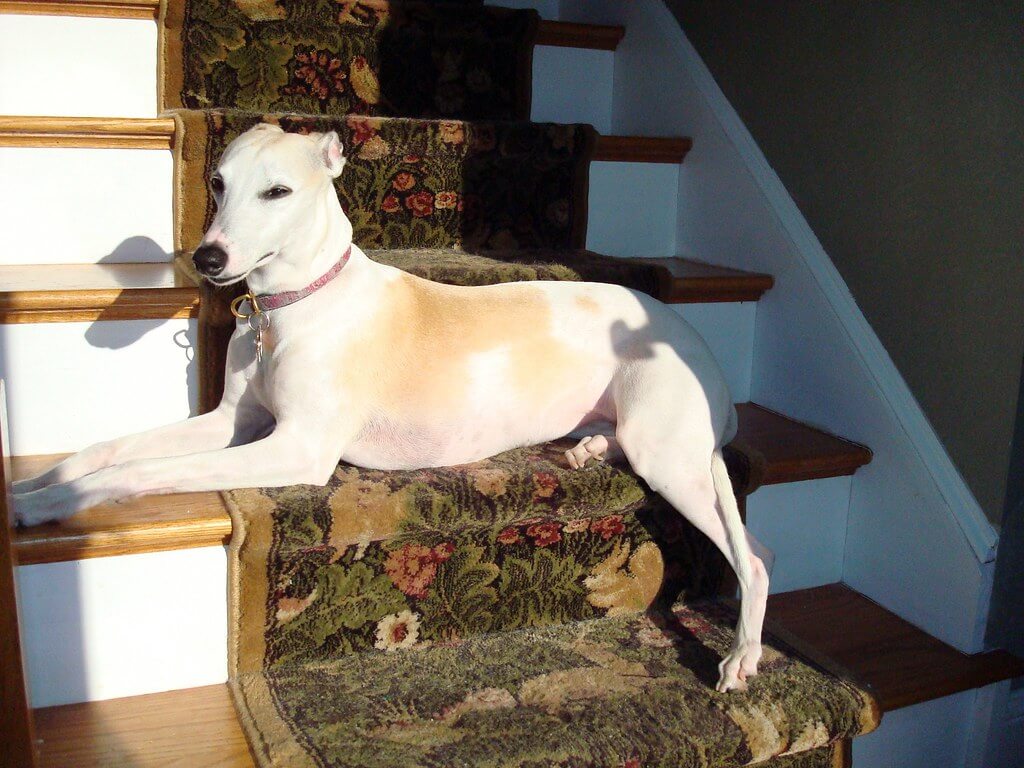 Best Organic Raw Dog Food for Whippets in UK