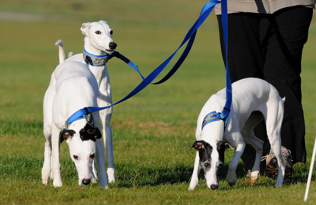 Best Organic Raw Dog Food for Whippets in UK