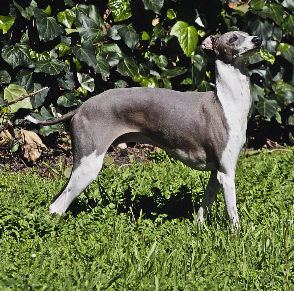 Best Organic Raw Dog Food for Italian Greyhounds in UK