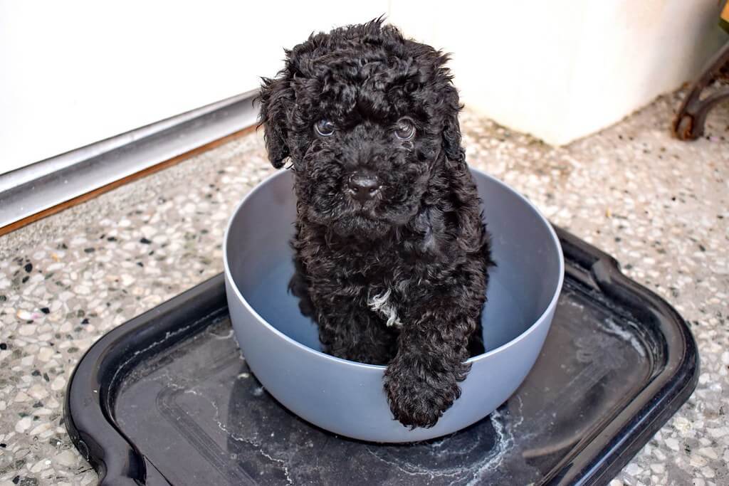 Best Organic Raw Dog Food for Puliks in UK