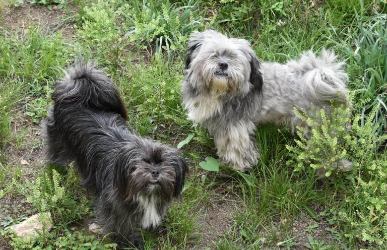 Lhasa apso food outlet allergies