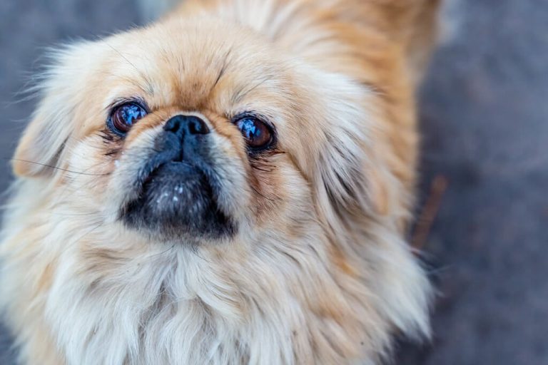 Pekingese sensitive stomach sale