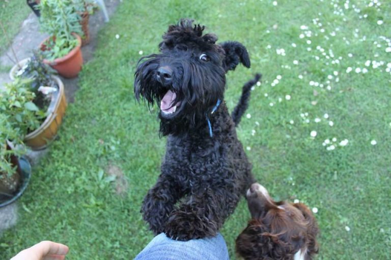 how much to feed kerry blue terrier