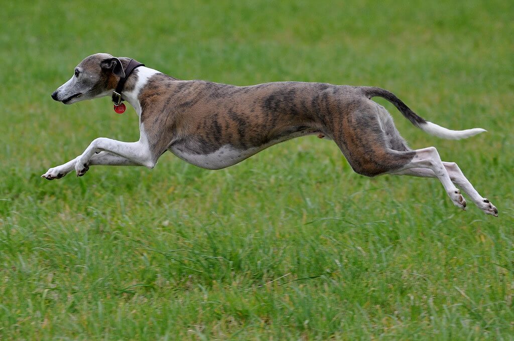 Best Organic Raw Dog Food for Whippets in UK