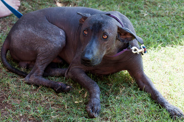 is xoloitzcuintli extinct