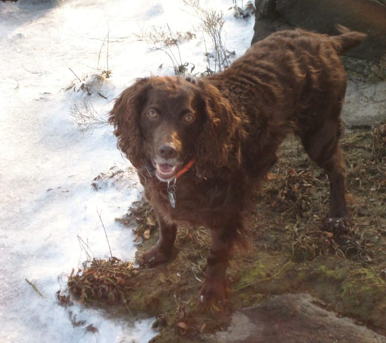 Best puppy food shop for boykin spaniel