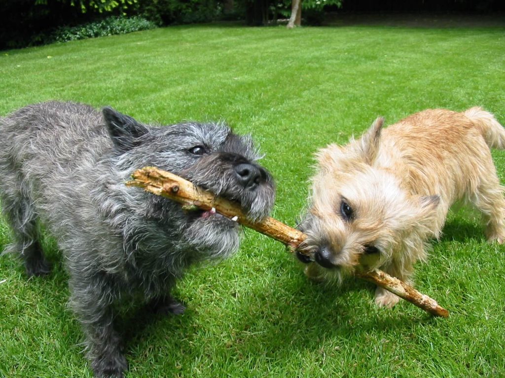 Best Organic Raw Dog Food for Cairn Terriers in UK