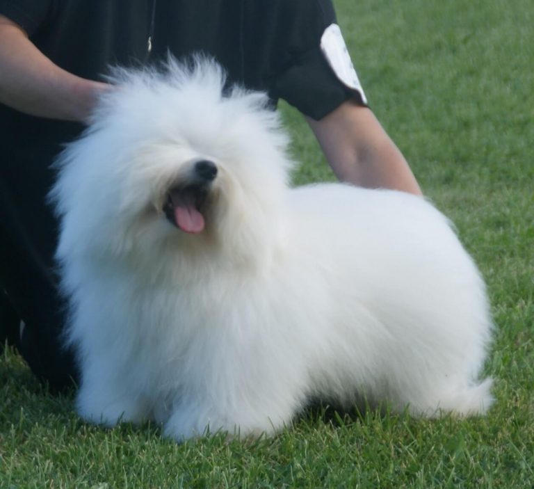 coton de tulear sensitive stomach