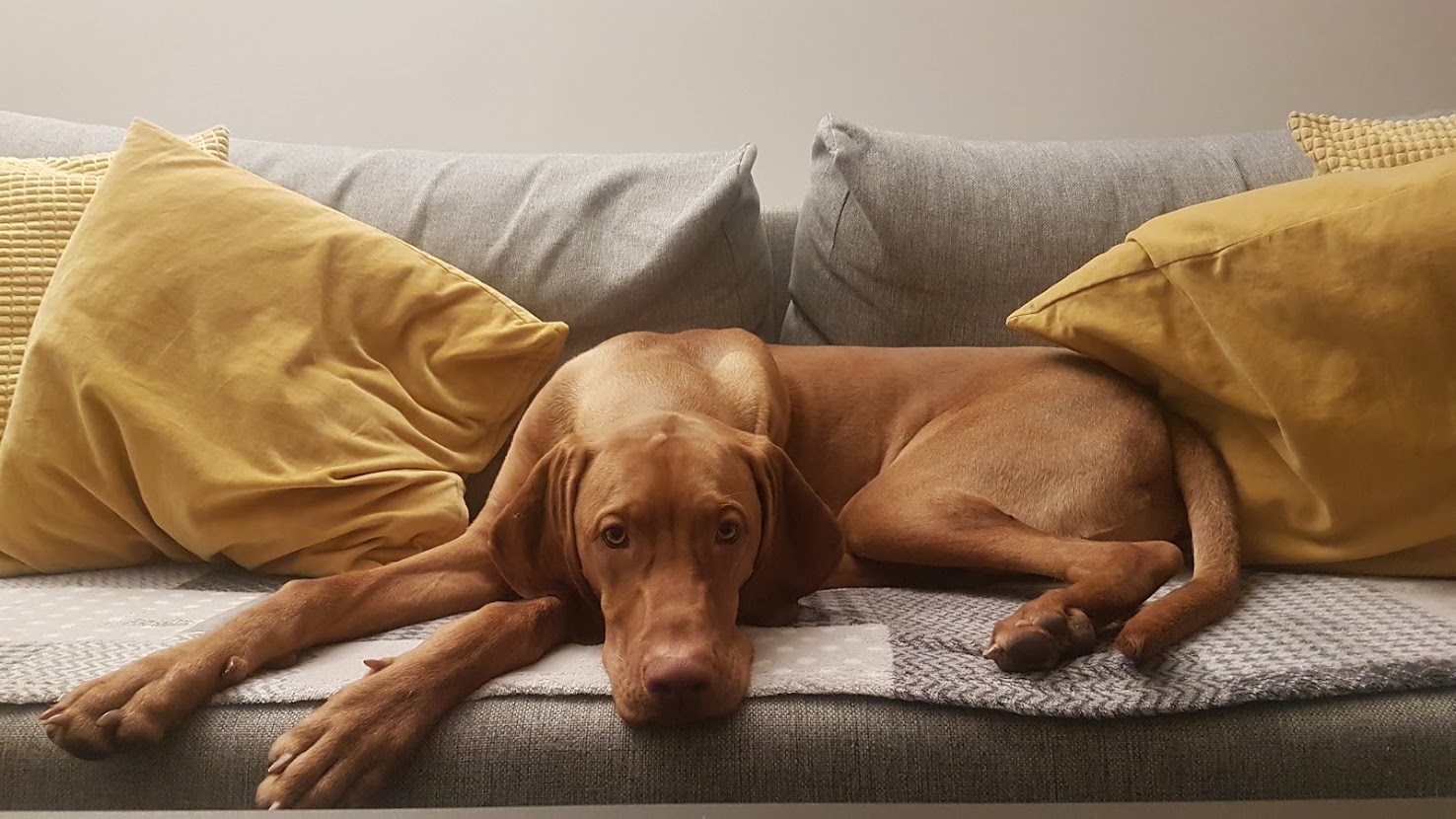 Best Organic Raw Dog Food for Vizsla in UK