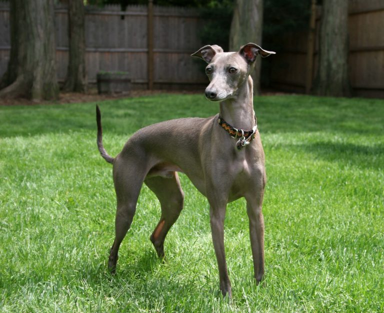 Italian hot sale greyhound allergies