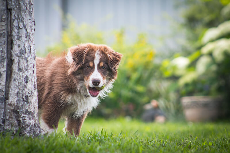 Best Organic Raw Dog Food for Miniature American Shepherds in UK