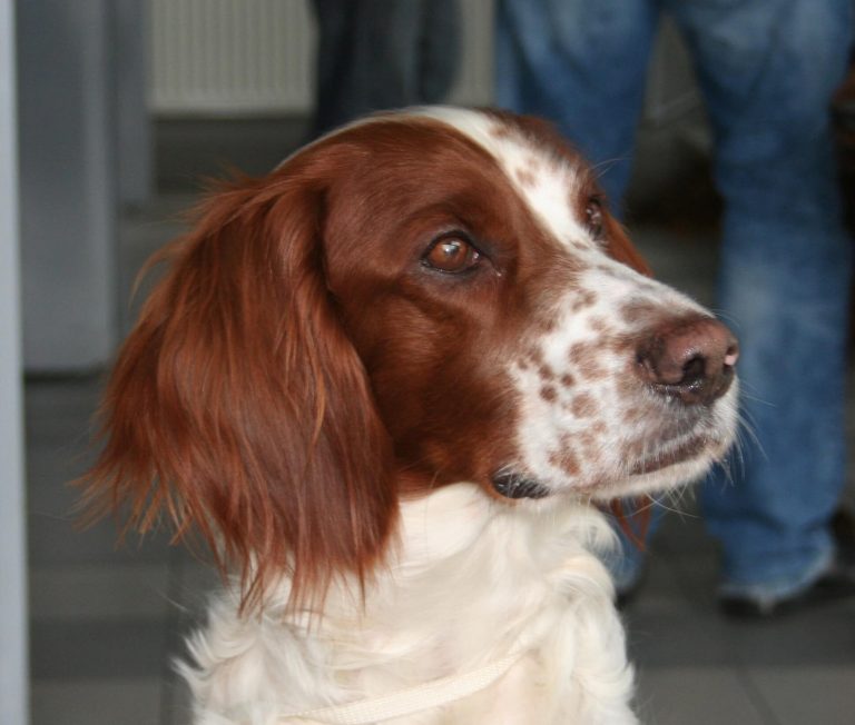 Best dog food outlet for irish setters