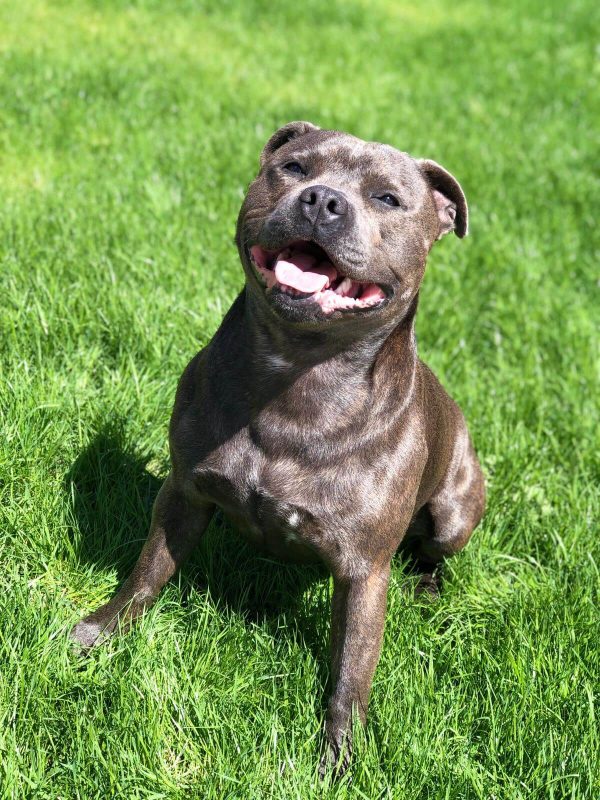 Best Organic, Raw Staffordshire Bull Terrier Dog Food