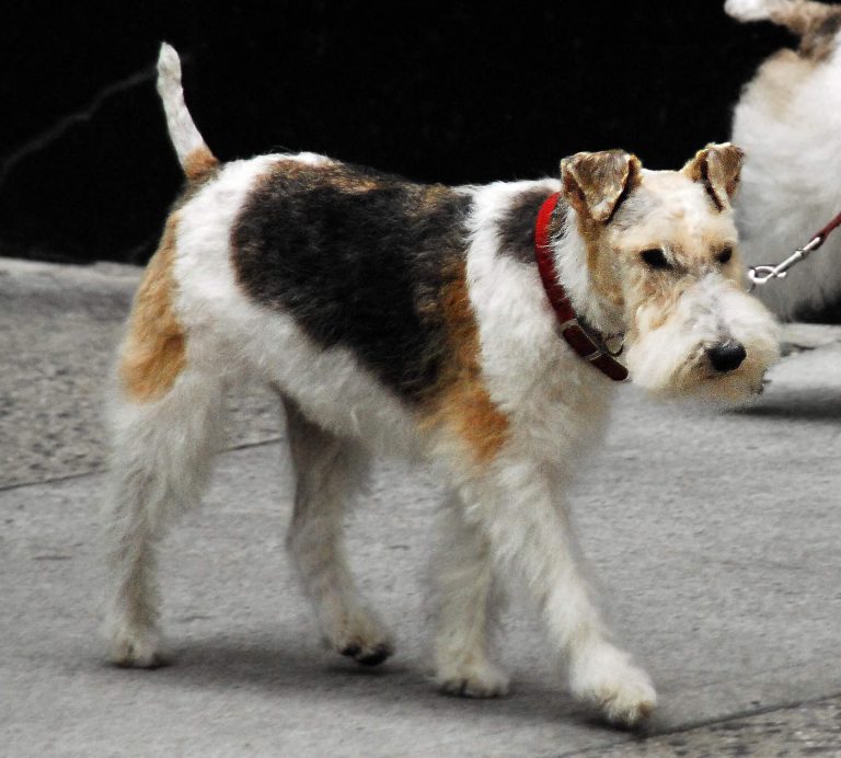 Fat fox hot sale terrier