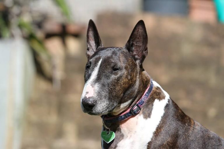 are bull terriers gassy