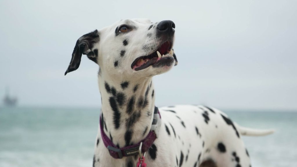 best-organic-raw-dalmatian-dog-food-rocketo