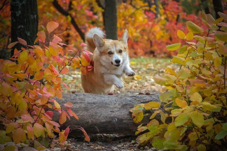 Best Organic Raw Dog Food for Pembroke Welsh Corgis in UK