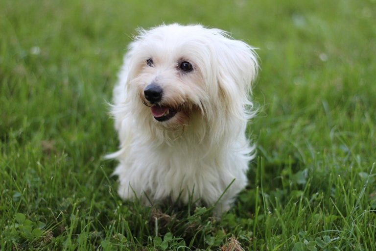 coton de tulear sensitive stomach