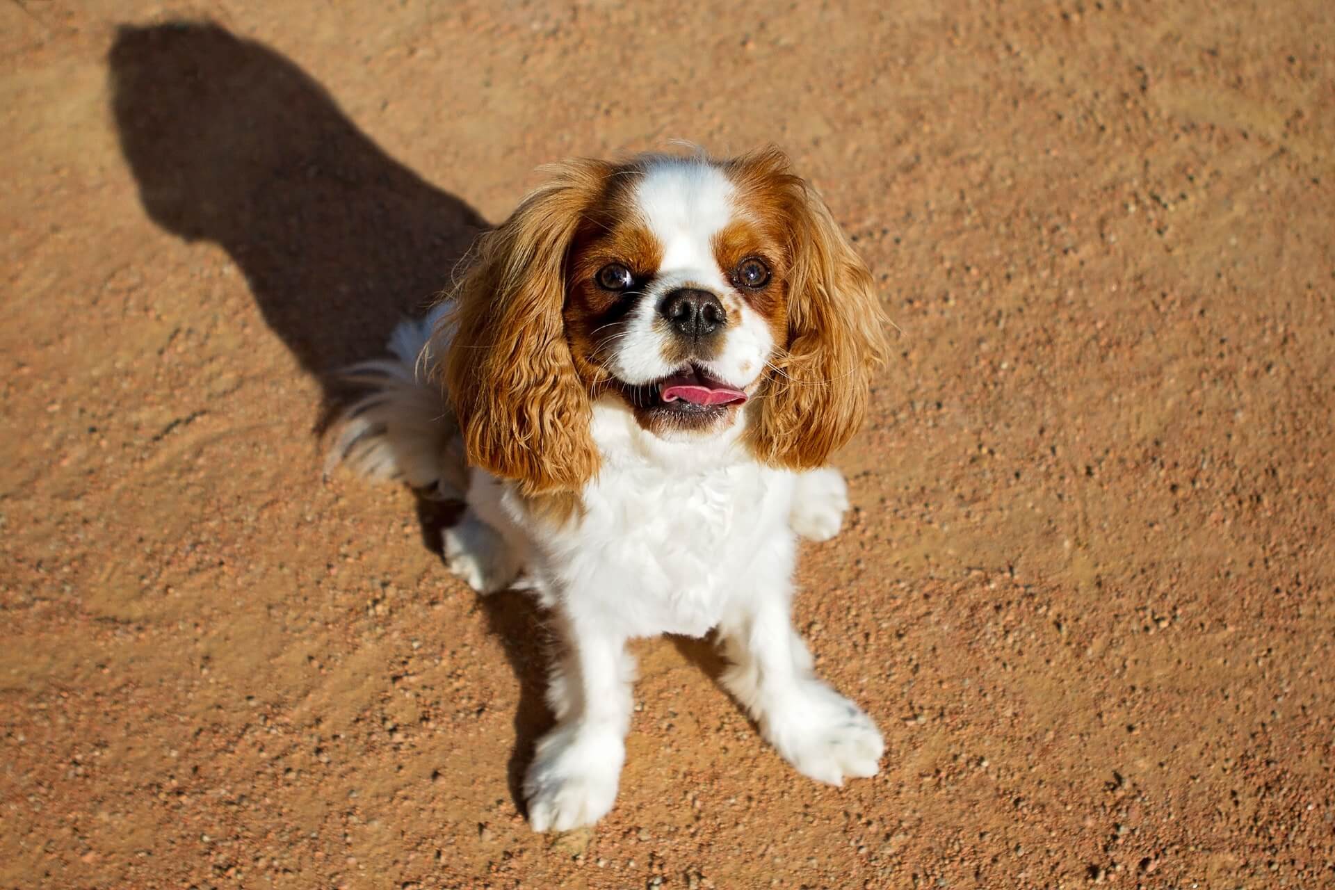 Best Organic, Raw Cavalier King Charles Spaniel Dog Food