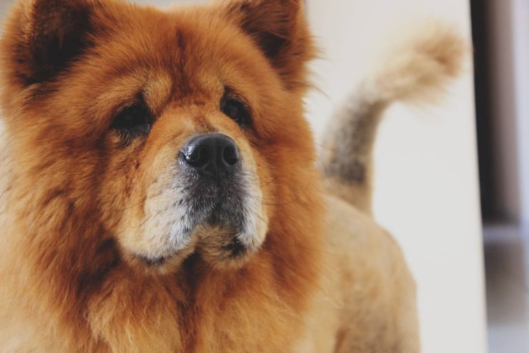 Best dog food hot sale for chow chow