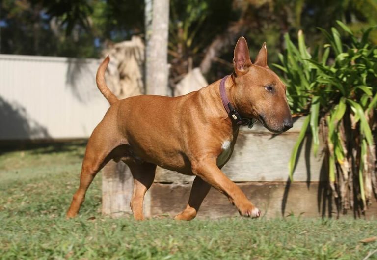 are bull terriers gassy