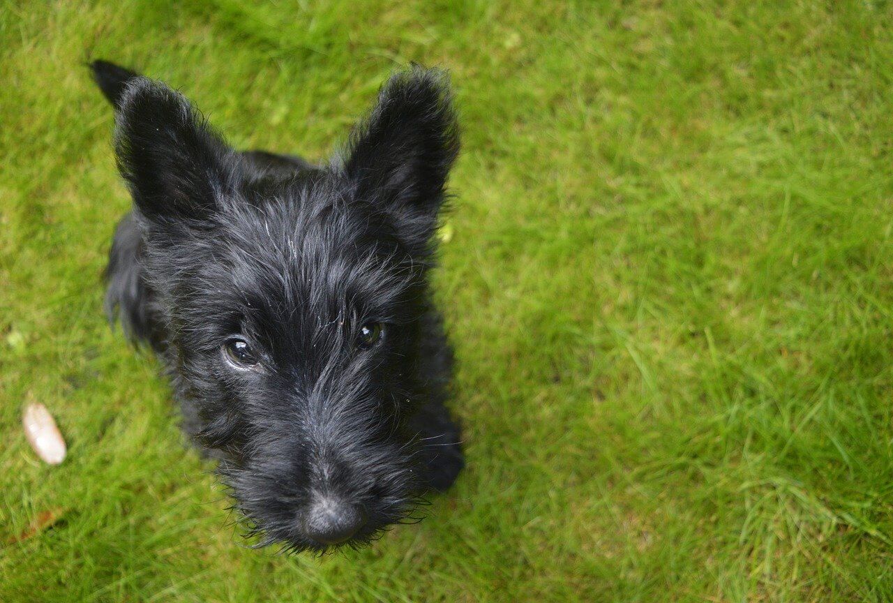 Best Organic Raw Dog Food for Scottish Terriers in UK