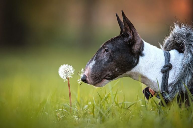 are bull terriers gassy