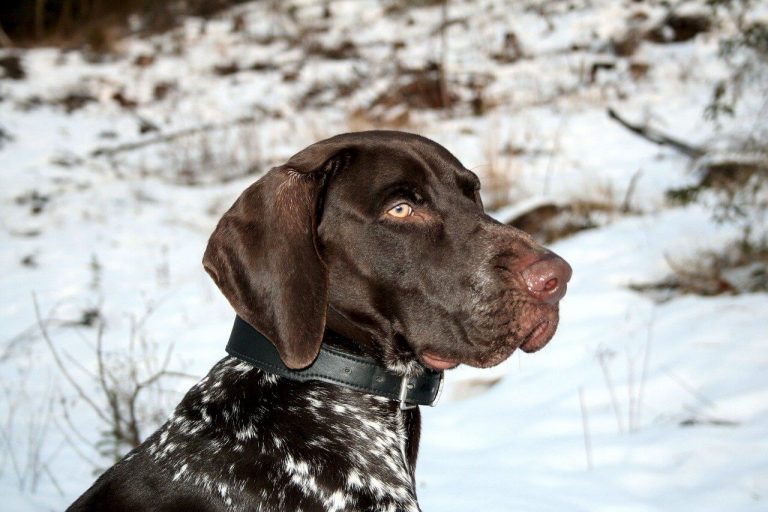 Best Organic Raw Dog Food for German Shorthaired Pointers in UK