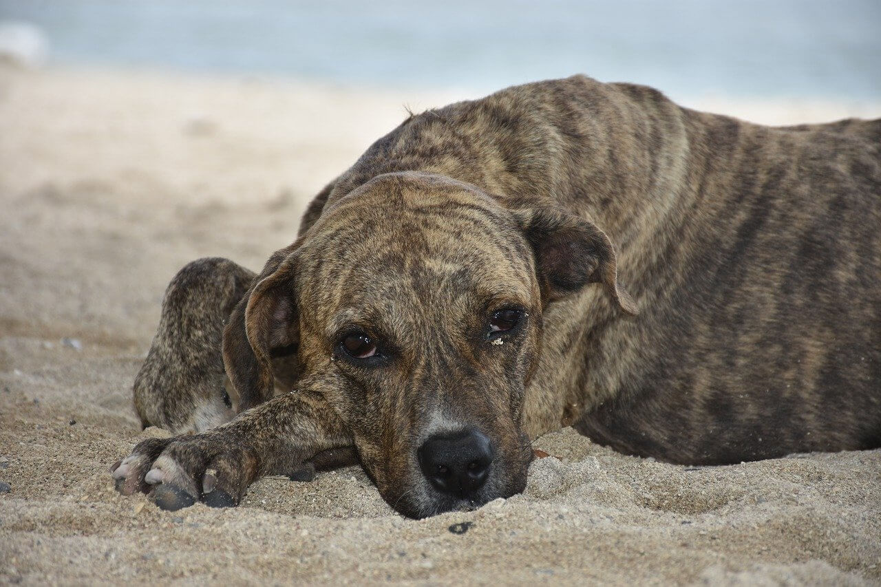 Best Organic Raw Dog Food for Plotts in UK