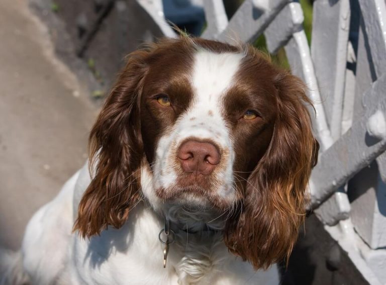 Best Organic Raw Dog Food for English Springer Spaniels in UK ...