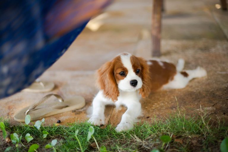 cavalier king charles spaniel sensitive stomach